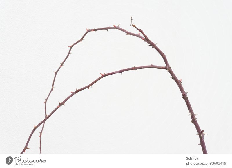 Gebogener Zweig eines Rosenstrauchs vor weißer Wand gebogen kahl Stacheln Bogen Pflanze isoliet Herbst Winter Spitzen Gabelung