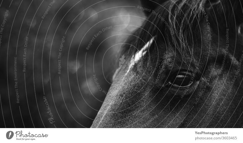 Schwarzer Pferdekopf in Nahaufnahme. Auge des Pferdes. andalusisch Tiere Transparente schön schwarz schwarz auf weiß Rappe züchten Textfreiraum dunkel