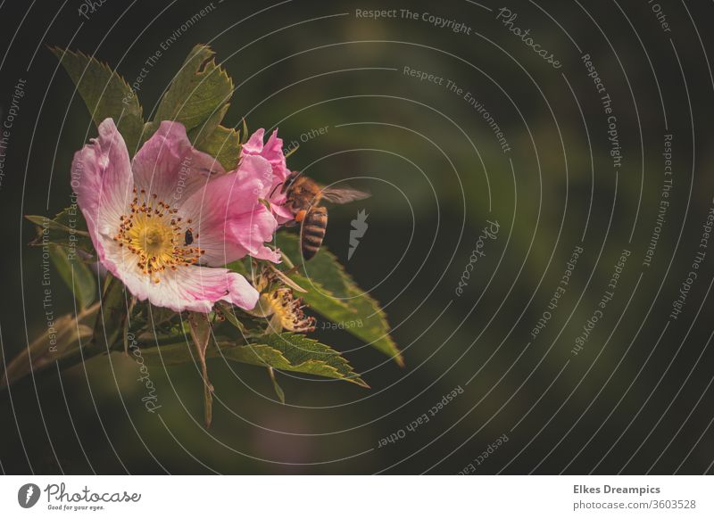 Bienchen in wilder Rose Roséwein wildrose Natur Biene; Biene; Apiformes Sommer