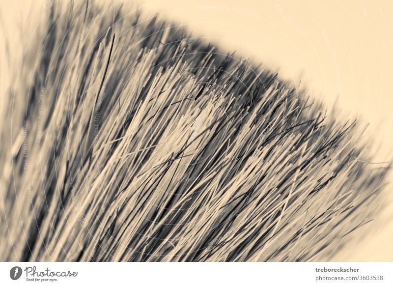 Nahaufnahme eines Rasierpinsels aus cremefarbenem Ton Rasur Rasieren grau weiß Borste Behaarung cremig schließen Hintergrund Bürste Farbe Werkzeug Pinselblume