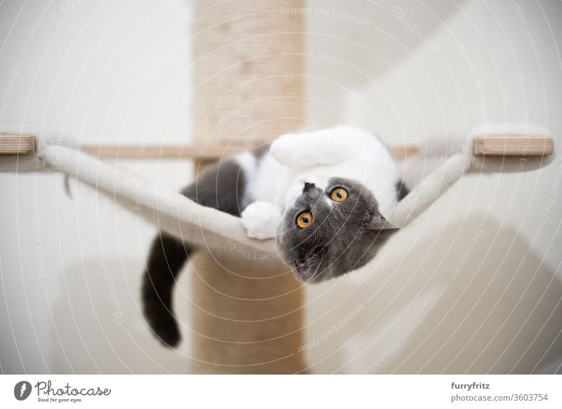 junge verspielte britisch Kurzhaar katze, die auf einer Hängematte mit Kratzbaum liegt Katze Haustiere Rassekatze britische Kurzhaarkatze Sisal fluffig Fell