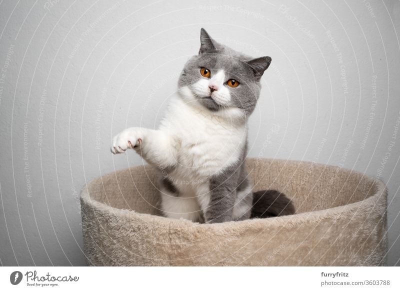 verspielte blau weiße Britisch Kurzhaar katze hebt die Pfote Katze Haustiere Rassekatze britische Kurzhaarkatze fluffig Fell katzenhaft Ein Tier spielerisch