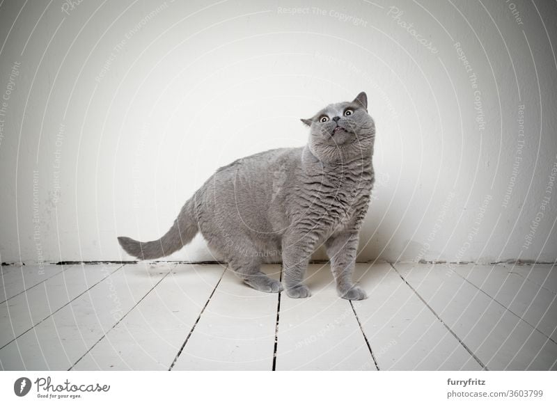 lustiges Porträt einer blauen britisch Kurzhaar katze, die schockiert aussieht Katze Haustiere Rassekatze britische Kurzhaarkatze fluffig Fell katzenhaft weiß