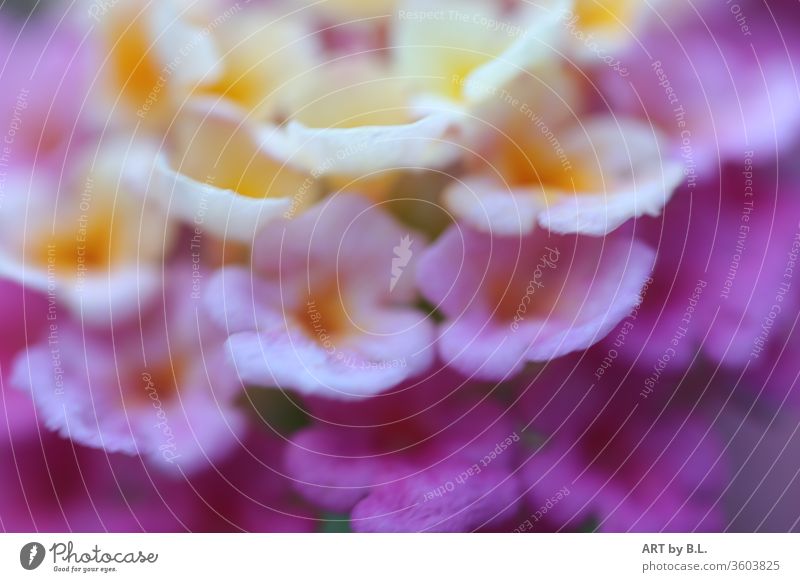Ausschnitt Blüten Wandelröschen in zarten Farben blume blüte knospen wandeln garten drauussen blatt blätter blütenblätter mehrfarbig textfähig minimal freiraum