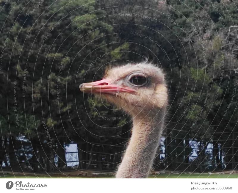 Emuköpfchen Italien Vogel Außenaufnahme Farbfoto Tier Natur Tag Tierporträt Nahaufnahme Zoo Blick Schnabel Tiergesicht Auge Kopf beobachten