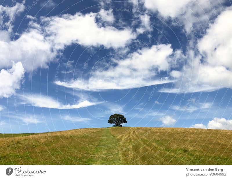 Ein einsamer Pohutukawa-Baum auf dem Gipfel des Hügels pohutukawa Neuseeland shakespear Neuseeland Landschaft Außenaufnahme Ferien & Urlaub & Reisen Wolken Gras