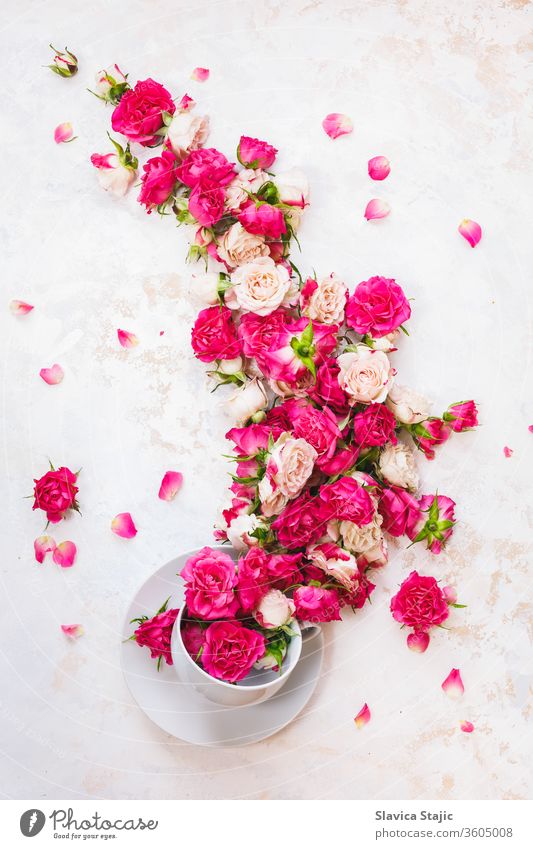 Roter Rosentee.  Ein Strom von Rosenblüten fließt in einer Teetasse auf weißem, rustikalem Hintergrund. Draufsicht, Leerstelle oben Antioxidans Aroma Schönheit