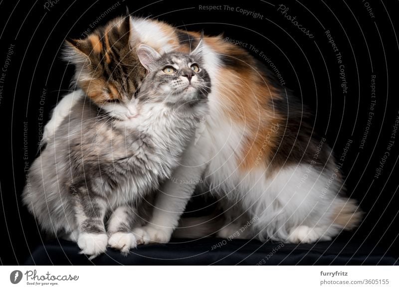 maine coon katze beißt anderer katze in den nacken Katze Haustiere Rassekatze Studioaufnahme schwarzer Hintergrund Textfreiraum ausschneiden schön niedlich