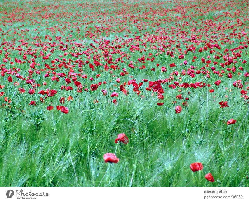 Mohn im Feld Wiesenblume rot grün Sommerblumen Unendlichkeit wogendes Gras