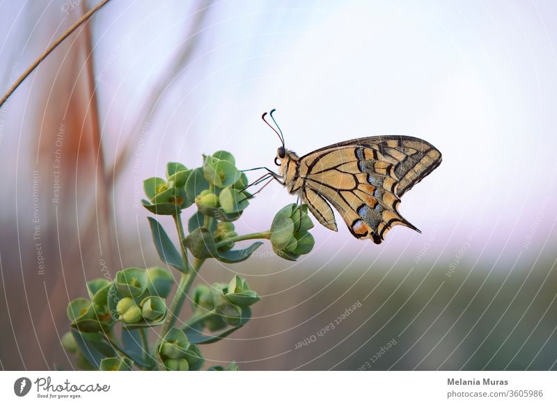 Männliches Profil eines Schwalbenschwanz-Schmetterlings auf einer grünen Pflanze sitzend, unscharfer Hintergrund. Östlicher Tigerfalterfalter in Nahaufnahme mit schönen verzierten Flügeln. Gelb, Papilionidae. Italien