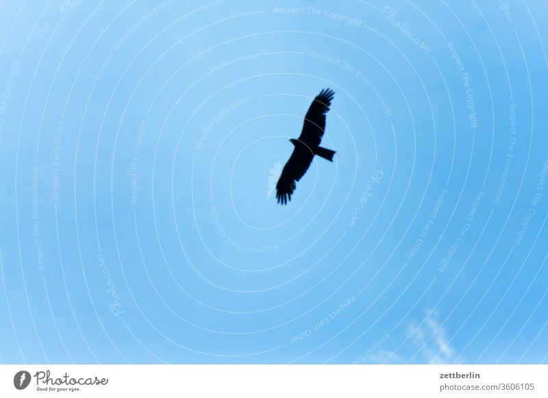 Kornweihe oder Schwarzer Milan deich elbe fliegen flugblid froschperspektive greifvogel himmel historisch hochwasser hochwasserschutz jagd jagen