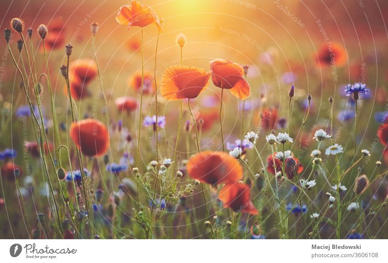 Feld mit Mohnblumen bei Sonnenuntergang. Blume Natur rot Bokeh retro altehrwürdig grün Sonnenlicht geblümt Wiese ländlich malerisch wild saisonbedingt