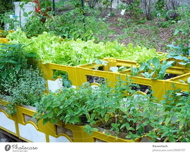 Ein Stadtgarten aus Getränkekisten mit üppigen Salat- und Kräuterpflanzen. Erde Beet Hochbeet Jungpflanzen sprießen wachsen Wachstum Gemüse Pflanzen Natur