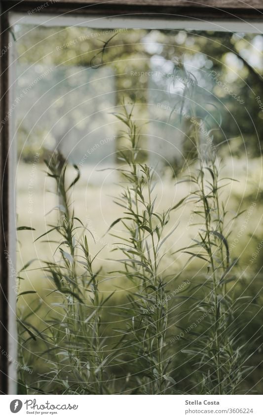 Blick aus dem Gewächshaus Garten Gewächsthaus Kräuter Nahaufnahme anbau blick auf den garten blick aus dem Fenster detailaufnahme kräutergarten landwirtschaft