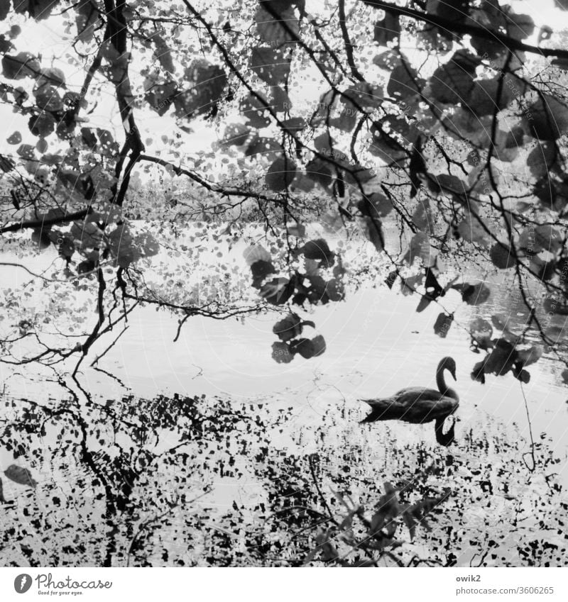 Schwebender Schwan See draußen verträumt Blätter windstill geheimnisvoll Bäume Wasser Wasseroberfläche Reflexion & Spiegelung Wasserspiegelung