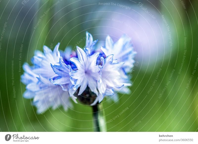 dankeschönblümchen... blau hellblau Kornblume Sommer Sonnenlicht Pflanze Außenaufnahme Farbfoto Schönes Wetter sommerlich Wärme Wiese Nahaufnahme Detailaufnahme