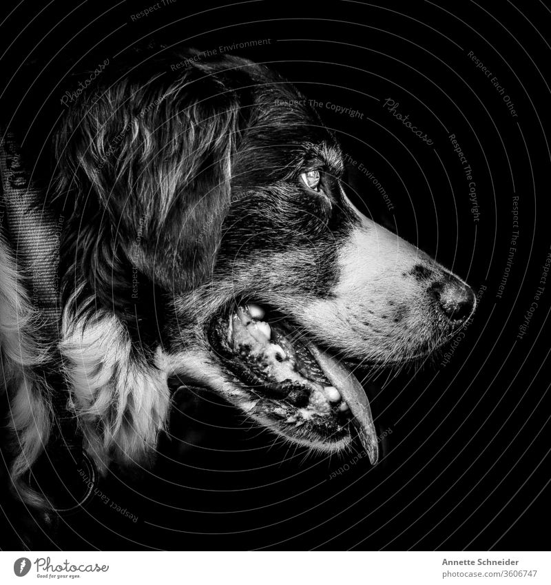 Hund Portrait Blick nach vorn Tierporträt Freisteller schwarz weiß Haustier