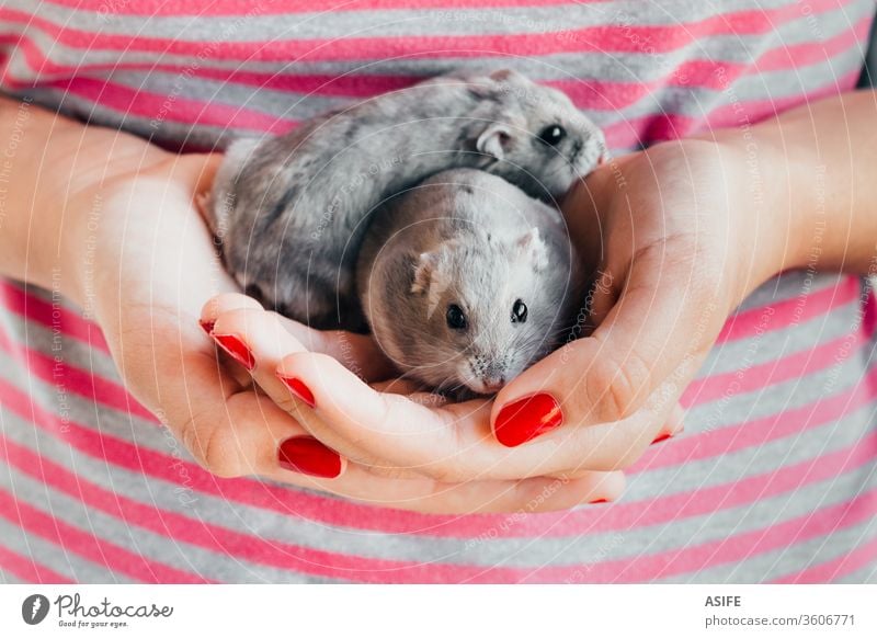 Zwerghamsterpaar in Mädchenhand Hamster Kind Hände Haustier Tier Russischer Hamster Spielen zwei Beteiligung Spaß Liebe grau Paar Kindheit spielen Lifestyle