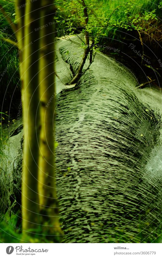 der fluss der zeit Moor Hochmoor Biotop Bach Strömung grün Naturschutzgebiet Regenmoor Moorlehrpfad Stengelhaide Mothäuser Heide Flora fließen Phänomen