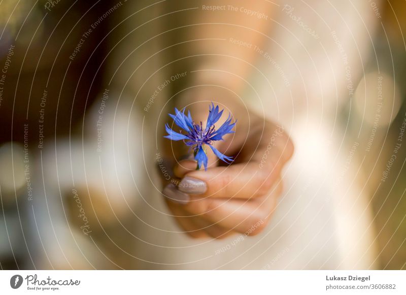 Frauenhand mit einer kleinen blauen Blume Frische Reinheit Weichheit Wellness menschliche Hände Eleganz ruhig Umwelt Lifestyle träumen Sinnlichkeit Blütenblatt