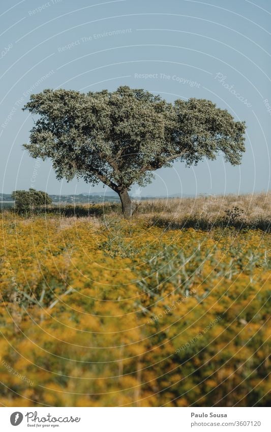 Eiche Korkbaum Cork Korkeiche Baum Alentejo Portugal Sommer Natur Eichenblatt grün Menschenleer Umwelt Außenaufnahme Farbfoto Wachstum Tag Sonnenlicht