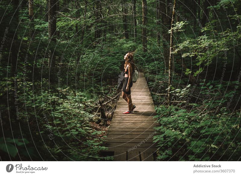 Weibliche Reisende auf Holzpfad im Wald Frau Weg reisen erkunden Freude Wetter la mauricie Nationalpark Quebec Kanada Rucksack grün Natur Baum Abenteuer