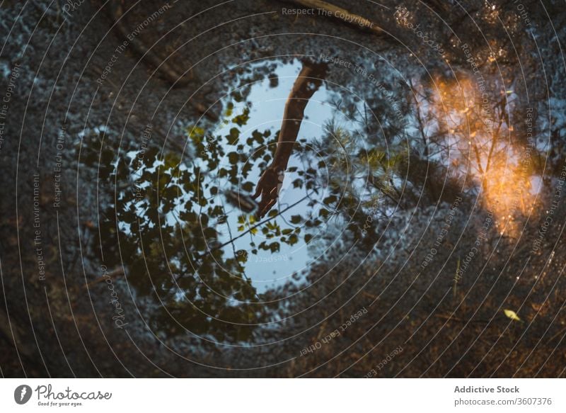 Spiegelung der Hand in einer Pfütze im Wald Wasser Reflexion & Spiegelung Boden nass Baum Ast Nationalpark la mauricie Quebec Kanada Arme Windstille Natur ruhig