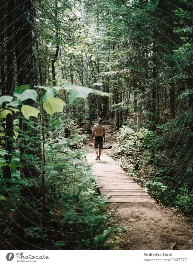 Männlicher Reisender auf Holzpfad im Wald Mann Weg reisen erkunden Freude Wetter la mauricie Nationalpark Quebec Kanada grün Natur Baum Abenteuer Wanderung