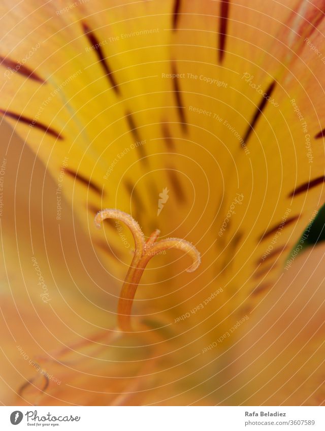 Detail einer schönen gelben Blume Natur Nahaufnahme Zoomeffekt im Freien Fotografie