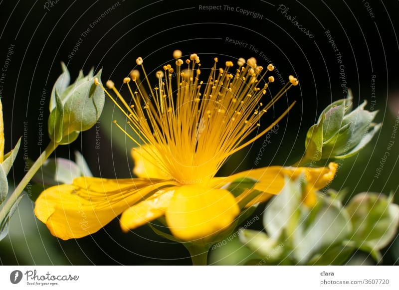 Johanneskraut Blume gelb Blüte Pflanze Makroaufnahme Nahaufnahme Stempel Naturexplosion