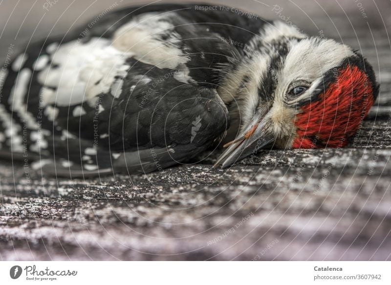Ein toter Buntspecht Fauna Tier Vogel Specht Wildtier Tierporträt Tod gestorben Vergänglich Trauer Federn Wandel & Veränderung Rot Weiß Schwarz Grau