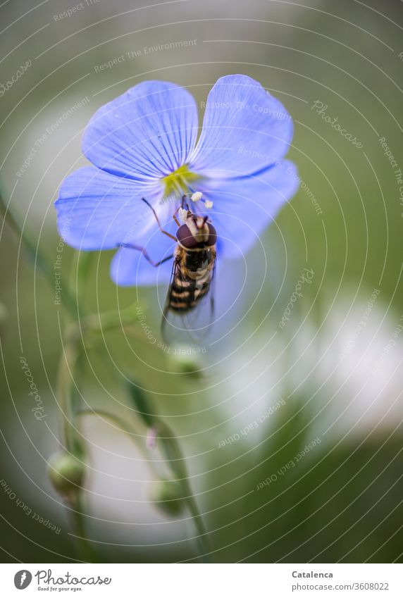 Eine Schwebefliege nimmt den Pollen der Leinenblüte auf Insekt Fliege Flachs Blütenblätter Pflanze Flora Fauna Frühling Garten Natur Grün Blau Lila Braun