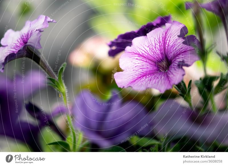 Violette Petunien blühen in einem Sommerblumengarten. Blume geblümt Blütezeit purpur Garten Gartenarbeit Textfreiraum horizontal Blütenblatt Überstrahlung