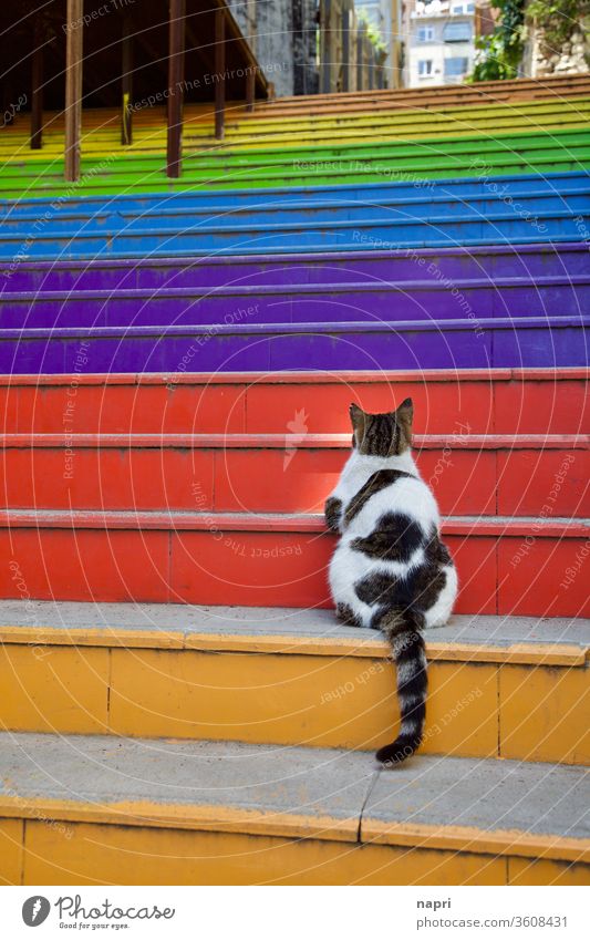 Päuschen | Rückenansicht einer dicken Katze auf einer der Regenbogentreppen in Istanbul. Stufen bunt steil aufwärts Herausfordernd hoch Pause machen fokussiert