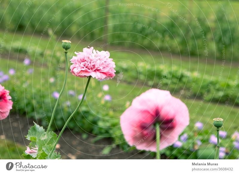 Rosa Mohnblumen im Garten. Hintergrund schön Schönheit Blütezeit Überstrahlung Blühend botanisch Botanik hell Nahaufnahme Farbe farbenfroh Textfreiraum filigran