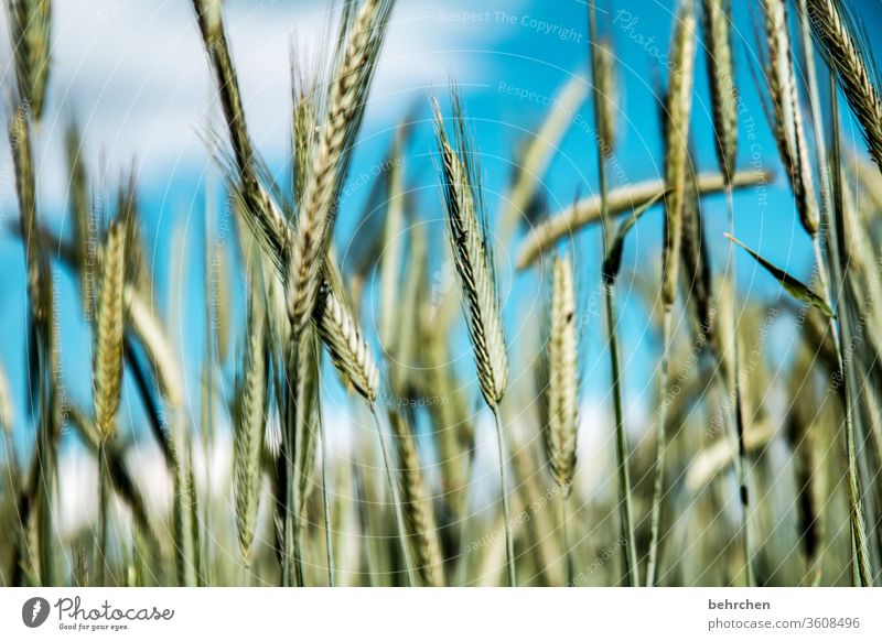 systemrelevant | brot für die welt Feld Getreide Wolken Himmel Hafer Weizen Roggen Gerste Getreidefeld Sommer Landwirtschaft Ähren Natur Kornfeld Lebensmittel