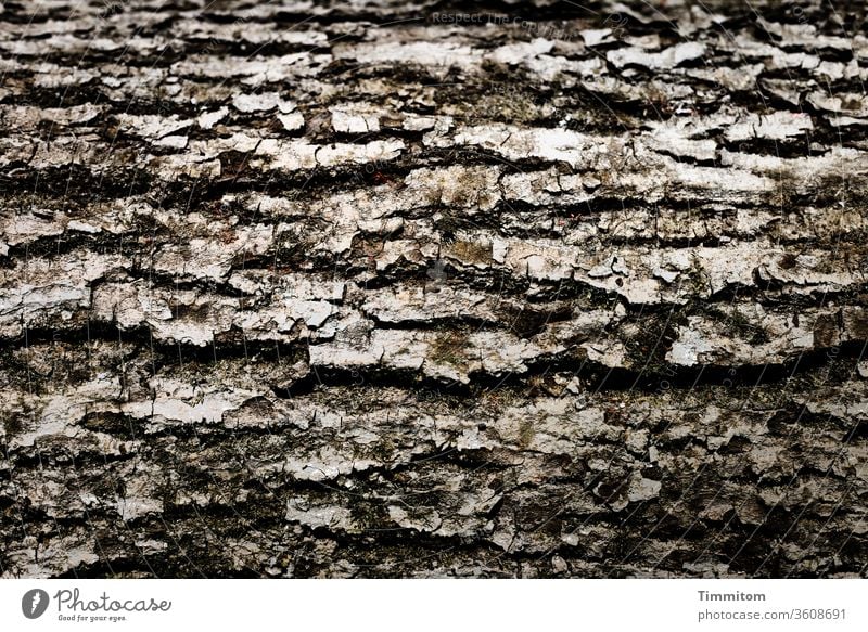 Rinde waagrecht Baum Holz Natur Wald Außenaufnahme braun Umwelt natürlich grau Konsistenz Nutzholz