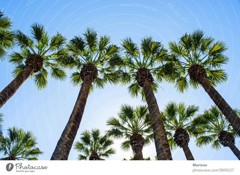 Palmen Handfläche Bäume Baum Hintergrund alt Sommer Himmel reisen blau Natur Urlaub Stil Landschaft südländisch im Freien malerisch Sonnenlicht tropisch