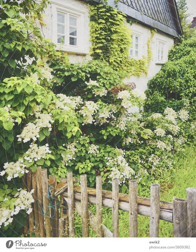 Immer an der Wand lang Haus Fassade Fenster Pflanze Zaun Hortensie Hortensienblüte Blätter Blüte blühend Frühling Schiefer dörflich Idylle Farbfoto Blume