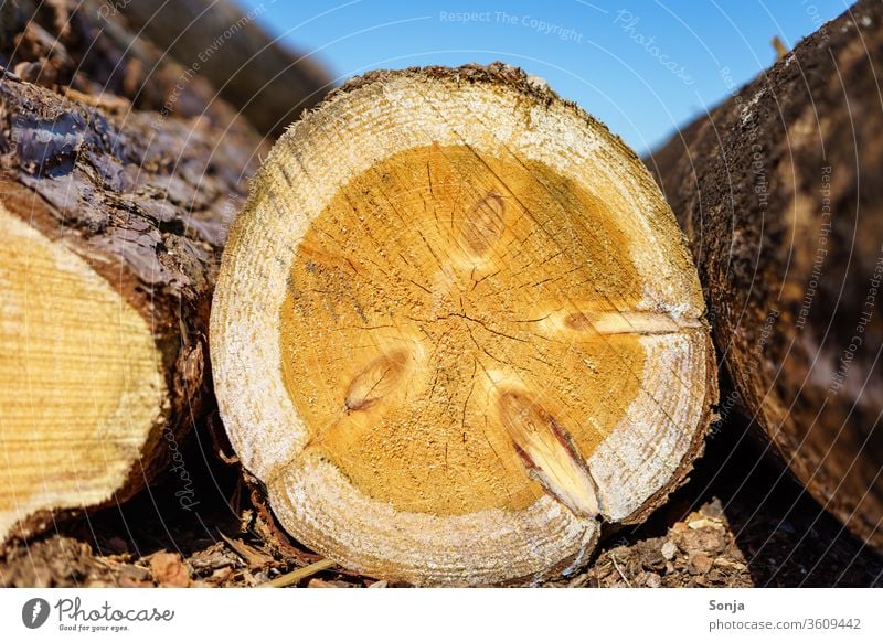 Ein gefällter Baumstamm mit Jahresringen, Nahaufnahme, blauer Himmel gefällter baum Blauer Himmel Holz Natur Außenaufnahme braun Baumrinde Strukturen & Formen
