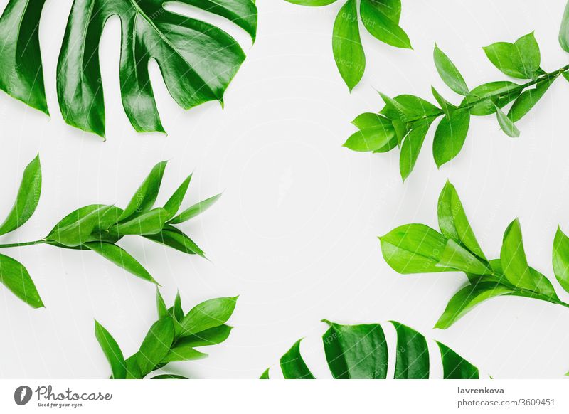 Flatlay mit Philodendron-Monsterblättern und grünen Zweigen, weißer Hintergrund, Frühlings- oder Sommerhintergrund frisch geblümt Flora Blüte oliv Bucht