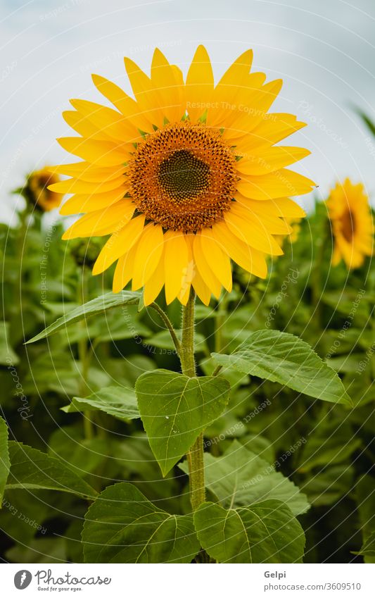 Hübsche gelbe Sonnenblumen Sommer Natur Blume Blüte geblümt Flora Feld grün Ackerbau schön Hintergrund Schönheit Pflanze Überstrahlung Nahaufnahme hell Pollen
