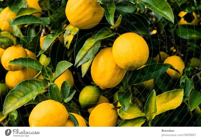 Zitronen am Baum Ackerbau Hintergrund groß Ast hell Haufen Zitrusfrüchte Nahaufnahme Farbe farbenfroh Ernte kultiviert Laubwerk Lebensmittel frisch Frische