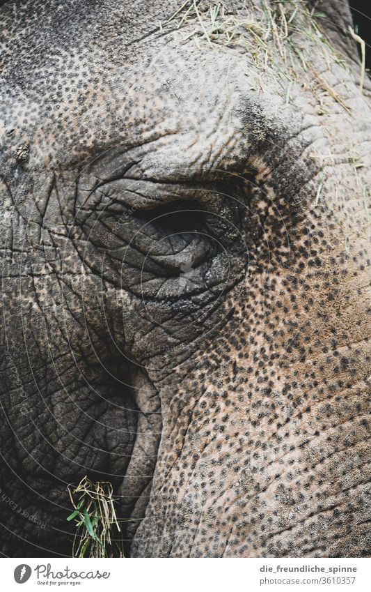 Auge in Auge Elefant Elefantenhaut Rüssel Tier Wildtier Außenaufnahme Farbfoto Tierporträt Zoo Zoologischer Garten Haut Safari grau Natur Tiergesicht Abenteuer