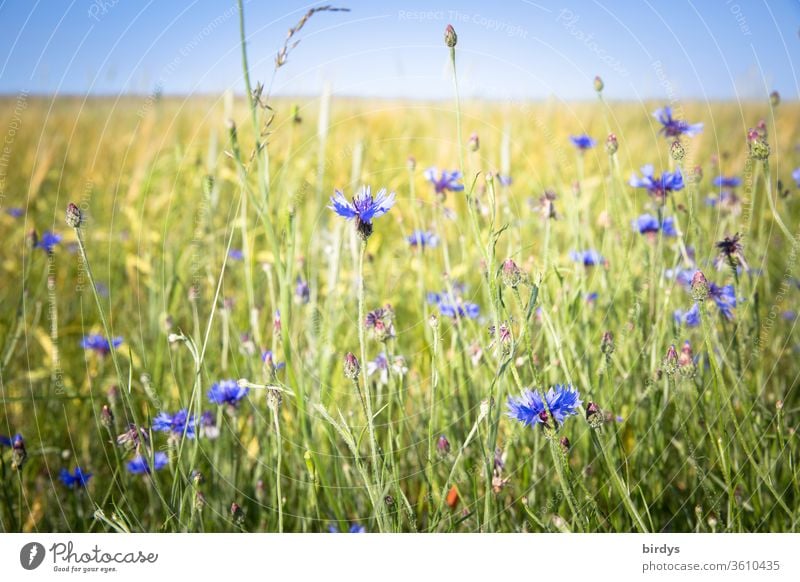 Blaue , blühende Kornblumen am Feldrand kornblumen Blüten Sommer Wolkenloser Himmel Schwache Tiefenschärfe Blühend Wärme Landschaft Schönes Wetter Menschenleer