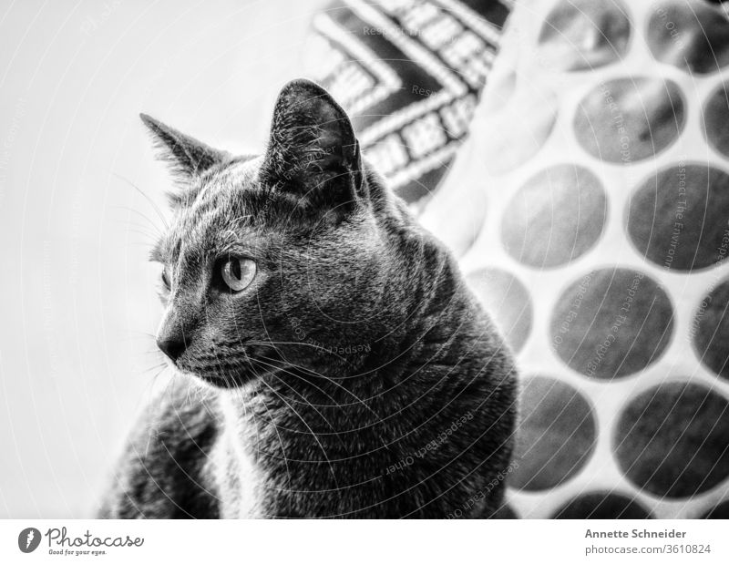 Katzen-Portrait Tierporträt Hintergrund neutral Innenaufnahme Schwarzweißfoto Zufriedenheit Haustier elegant ästhetisch