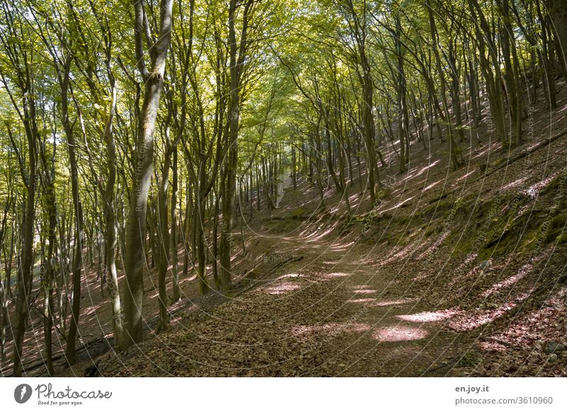 Wanderweg durch einen Buchenwald Wald Waldweg Laubwald Laubbäume Wandern Baum schattig Schatten Licht & Schatten Sommer Frühling Jahreszeiten Klima Klimaschutz