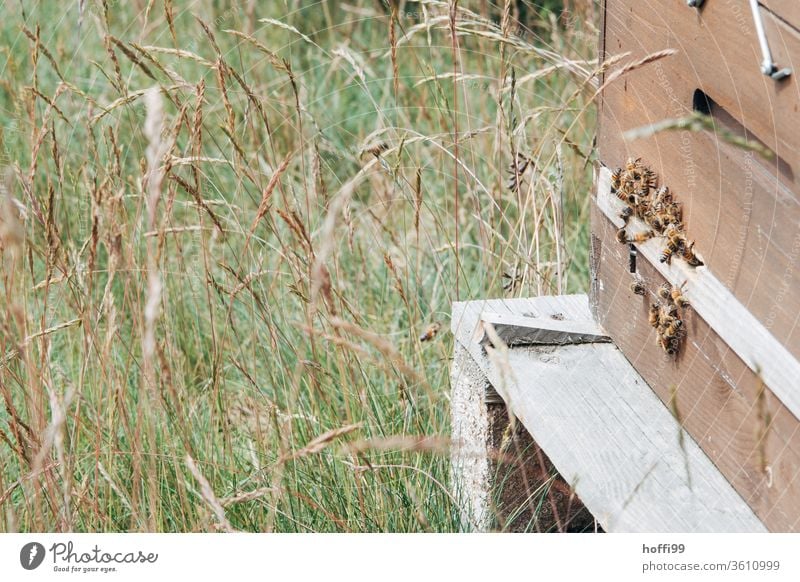 Bienenstöcke auf Blütenweide Imkerei imkern Honig Honigproduktion ökologischer landbau Honigbiene Lebensmittel Gesundheit Sommer Bienenkorb Bienenstock Natur