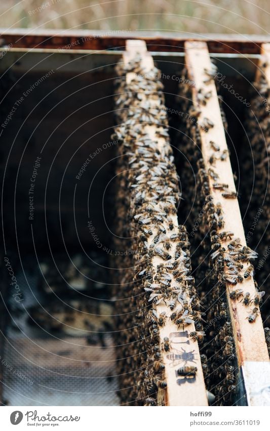 zwei Waben mit Bienen im Honigraum Imkerei imkern Honigproduktion ökologischer landbau Honigbiene Lebensmittel Gesundheit Sommer Bienenkorb Bienenstock Natur