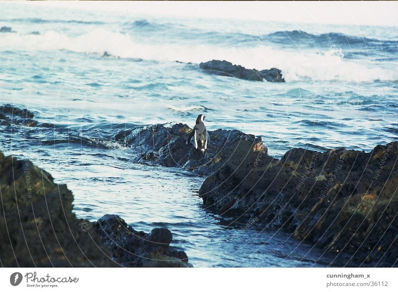 P1- penguin, lonely Pinguin Südafrika Indischer Ozean Küste Nature´s valley blau